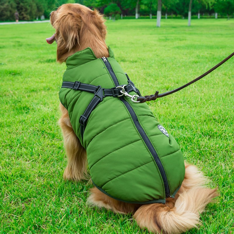 C2C Golden Retriever Blazer