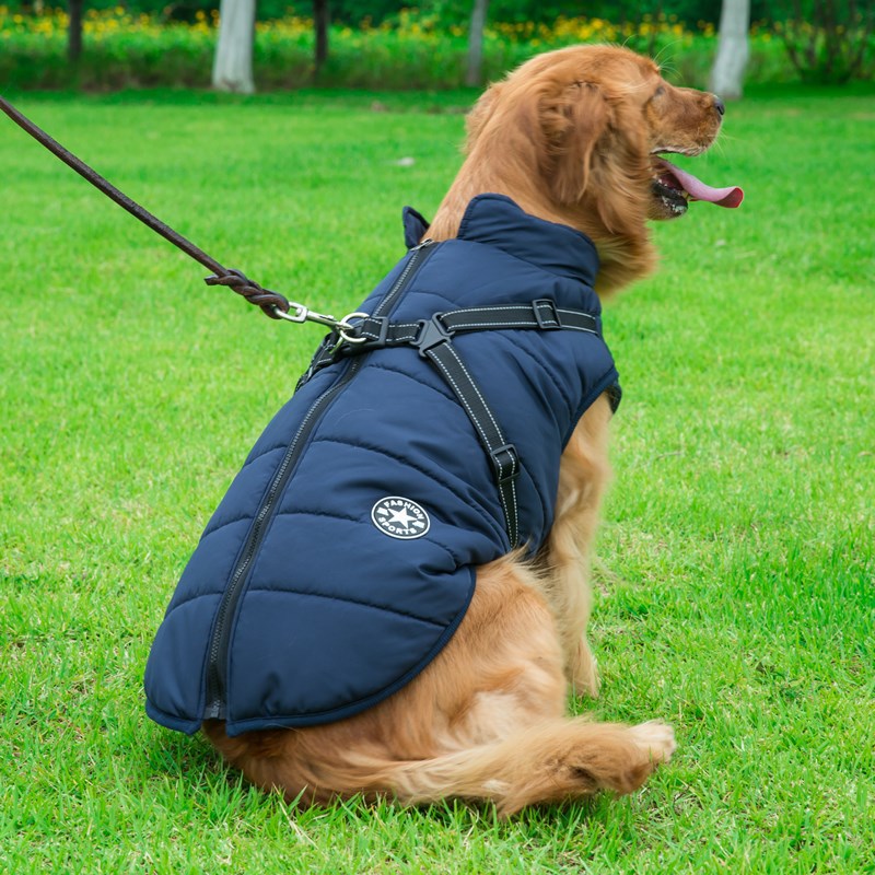C2C Golden Retriever Blazer