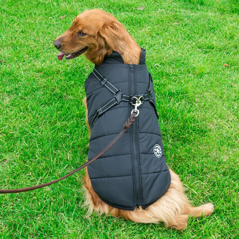 C2C Golden Retriever Blazer