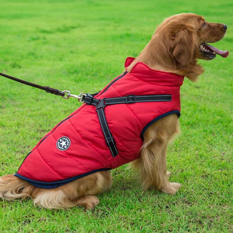C2C Golden Retriever Blazer